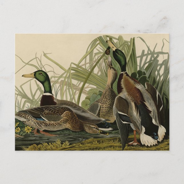 Cartão Postal Mallard Duck do Pássaro da América de Audubon (Frente)