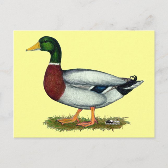 Cartão Postal Mallard Duck Drake (Frente)