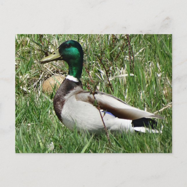 Cartão Postal Mallard Duck Drake Greenhead na Grama (Frente)