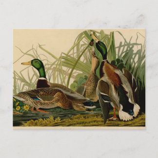 Cartão Postal Mallard Duck - Pincel de Ave Audubon