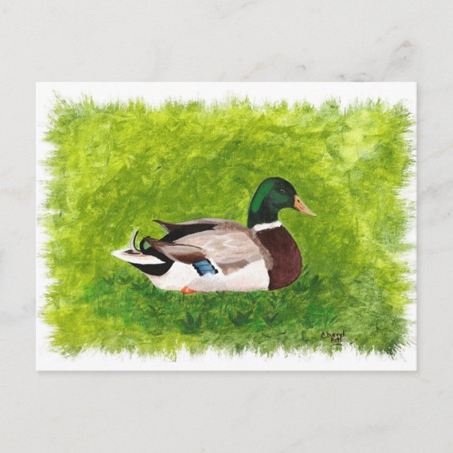 Cartão Postal Mallard Duck Sentado nos Cartões-postais (Frente)