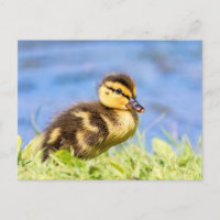 Mallard Duckling