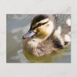 Cartão Postal Mallard Duckling