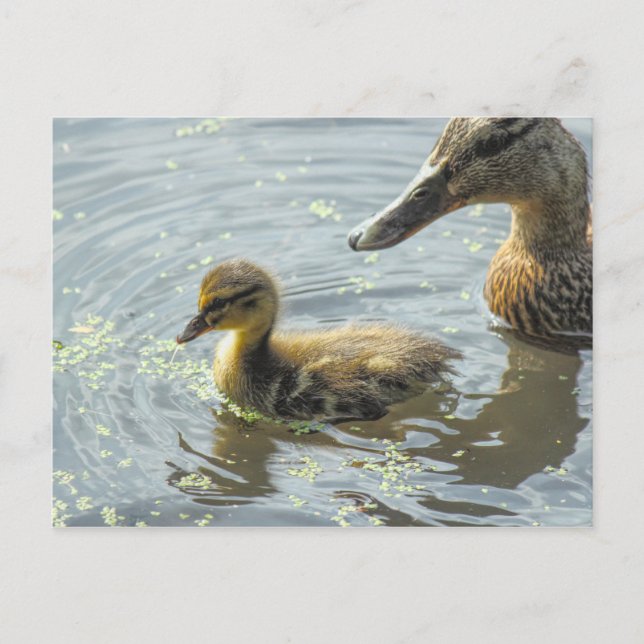 Cartão Postal Mallard Duckling com sua mãe, (Frente)