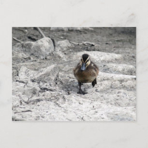 Cartão Postal Mallard Duckling Photo