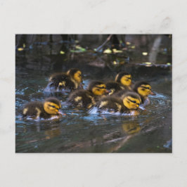 Cartão Postal Mallard Ducklings