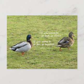 Cartão Postal Mallard Ducks com Cartão-Postal Africano do Provér