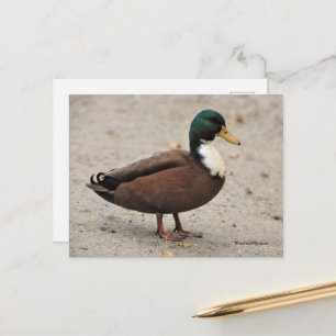 Cartão Postal Mallard Duclair Doméstico - Pato Ímpar