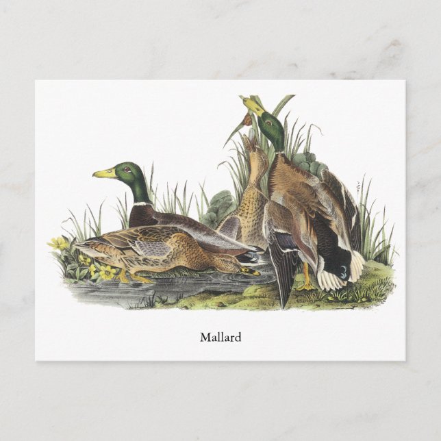 Cartão Postal Mallard, John Audubon (Frente)