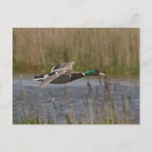Cartão Postal Mallard no cartão-postal de voo