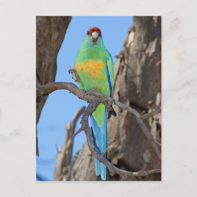 Cartão Postal Mallee Ringneck Parrot (Frente)
