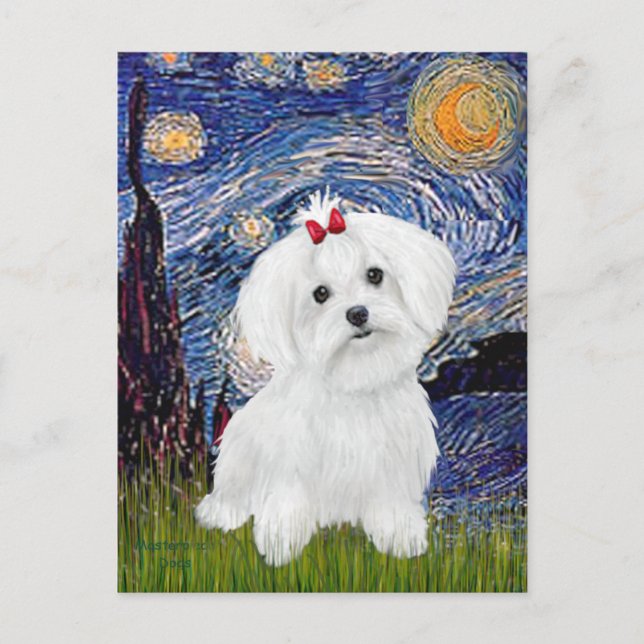 Cartão Postal Maltês 8 filhote - Starry Night (Frente)