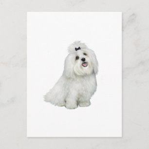 Cartão Postal Maltês (A) - com entalhe superior