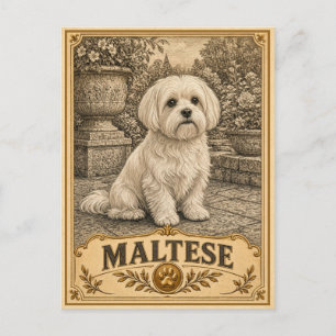 Cartão Postal Maltês, Cachorro de Herança Vintage