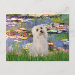 Cartão Postal Maltês (SD) - Lírios 2