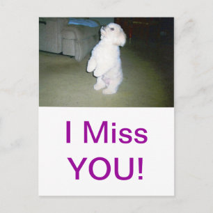 Cartão Postal Maltês Sentado