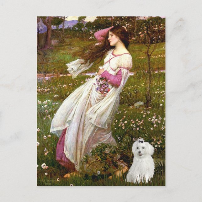 Cartão Postal MALTESE 10 - Flores do Vento (Frente)