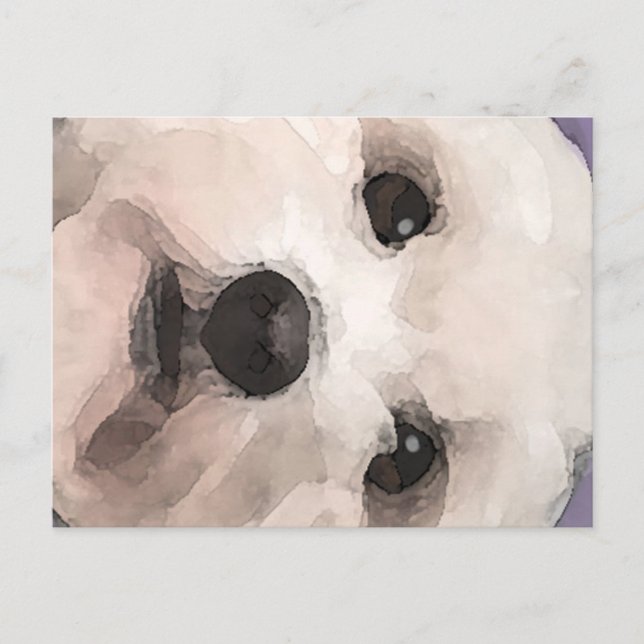 Cartão Postal Maltipoo (Frente)