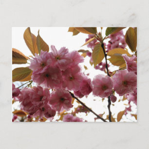 Cartão Postal Malus Brandywine Crabapple Blossom