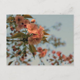 Cartão Postal Malus Brandywine Crabapple Blossom