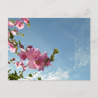 Cartão Postal Malva Arbórea Floresce & Céu de Verão