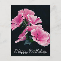 Malva Flor de Malva Rosa Elegante