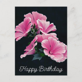 Cartão Postal Malva Flor de Malva Rosa Elegante