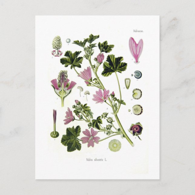 Cartão Postal Malva silvestris (Frente)