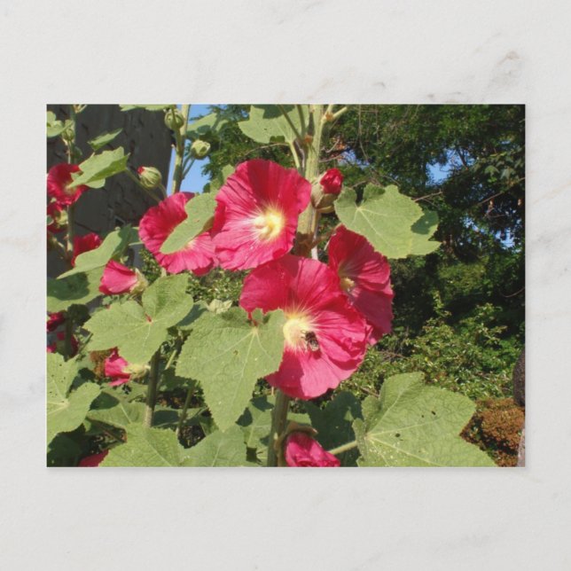 Cartão Postal Malvariscas Rosa (Frente)