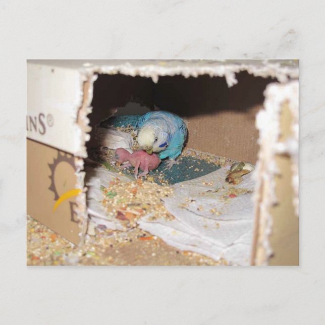 Cartão Postal Mama Dexter E Baby Rufus (Frente)