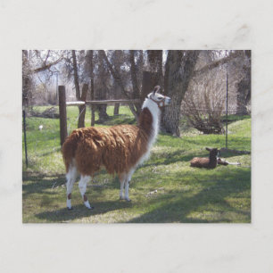 Cartão Postal Mama do lama e Lama do bebê