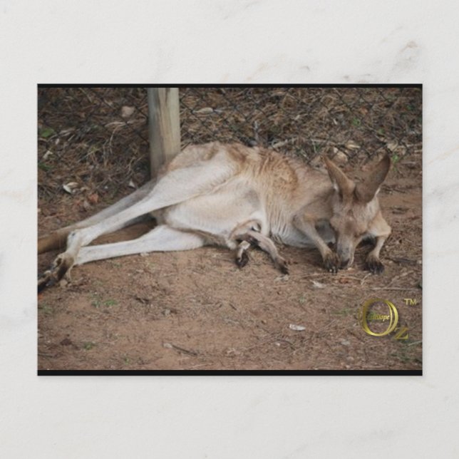 Cartão Postal Mama Kangaroo com Joey em Pouch (Frente)