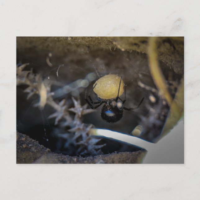 Cartão Postal mama negra (Frente)