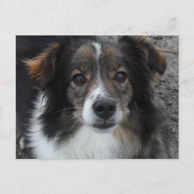 Cartão Postal Mamãe (Frente)