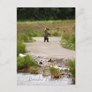 Cartão Postal Mamãe!! Brooks Falls Alasca