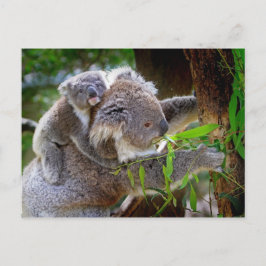 Cartão Postal Mamãe e Baby Koalas