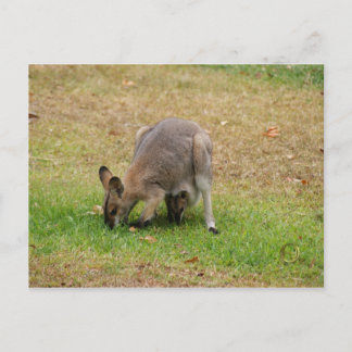 Cartão Postal Mamãe e Bebê Bonito Carente Wallaby