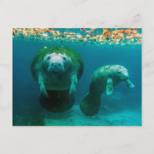 Cartão Postal Mamãe manateou com seu bezerro no Crystal River
