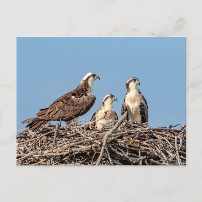Cartão Postal Mamãe Osprey com seus filhos (Frente)