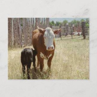Cartão Postal Mamãe Vaca E Vitela