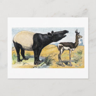 Cartão Postal Mamíferos: tapir e gazelle