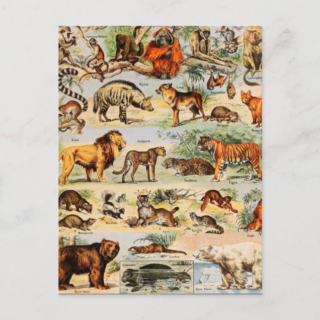 Cartão Postal Mammal Kingdom (Frente)