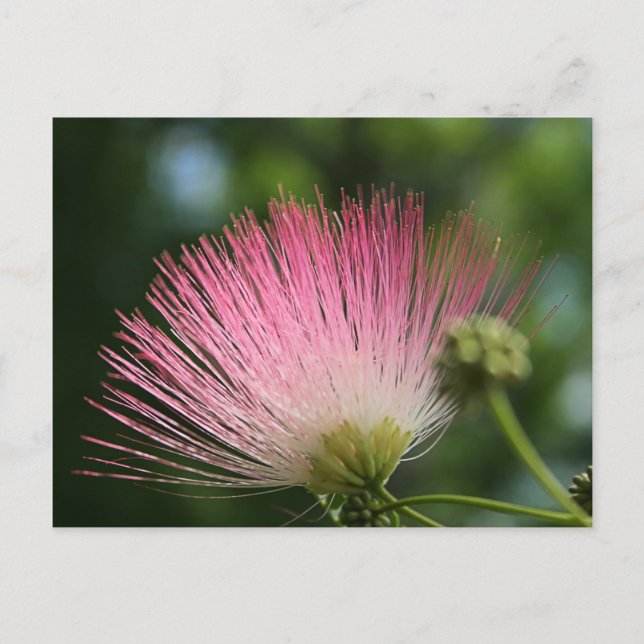 Cartão Postal Mamosa (Frente)