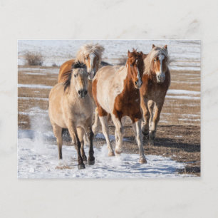Cartão Postal Manada de Cavalos de Raça Mista Correndo na Neve
