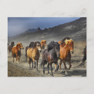 Cartão Postal Manada de Cavalos Pretos e Marrons