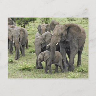 Cartão Postal Manada de Elefantes Africanos