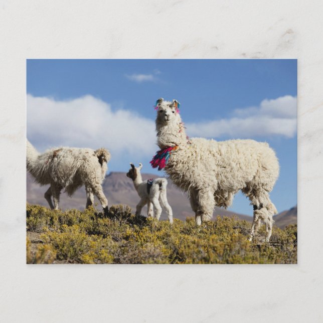 Cartão Postal Manada de lama decorada nas montanhas Puna, Andes  (Frente)