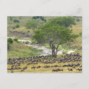 Cartão Postal Manada massiva de gnus durante a migração,