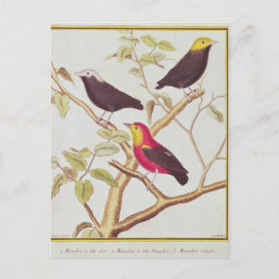 Cartão Postal Manakins