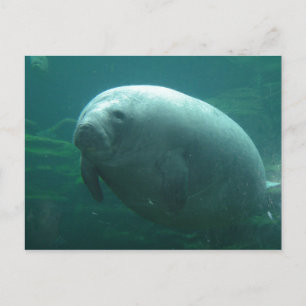 Cartão Postal Manateado Muito Arredondado Com Cara Bonita